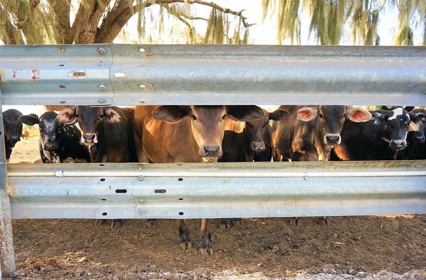 A herd of cattle stand ready to visit someone’s front yard.